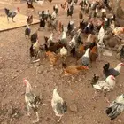 دجاج بياض للبيع