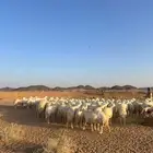 غنم حرش عدد76 اغلبها جذعه ثنيه رباع السدس التامه قليل دفيع