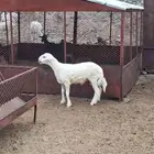 مشروع فحل والزين يفرض نفسه