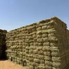 برسيم صافي ومخلوط واسباني مستورد