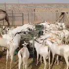 تيوس صومالي أسعار طيبه