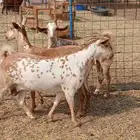 3 جفار صنف دفيع خوات ب 5000 ريال الكل