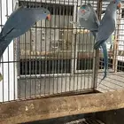 طيور دره محللين ذكور