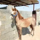 مهر شعبي للبيع