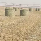 السلام عليكم ورحمه الله لفات رودس جديد ناعم طيب