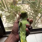 دره هندي اليف مشالله بدون عاض
