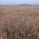 شعير نظيف جدا