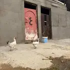 دجاج فرنسي
