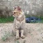 قط للتبني