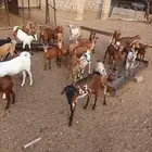 للبيع بهم