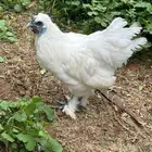 دجاج زينه فاخر