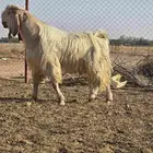 تيس فحل