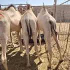 برابر وتيوس صوماليه وسواكن حمرى جذع قعدان صوماليه مرابى