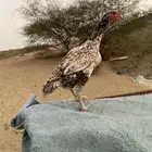 شامو ألماني تب