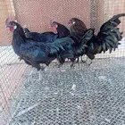 ديك اندنوسي