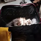 قطة سكوتش انثى تبني