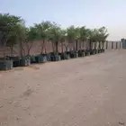 شجر سدر للبيع اربعه بوصه بمركن