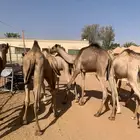 القعدان الصومالي التربية النظيفة اللي تجمل وتبيض الوجه وصلت