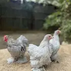 طقم كوشن لافندر مستوا فاخر