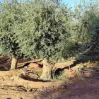 اشجار زيتون معمر ومحضان للبيع جميع النواعه