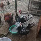 دجاج مميز ماكنتوش وبوراني