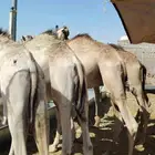 قعدان مرابي شهرين ماشاء الله مرعى نظبف ولحم يبيض الوجه
