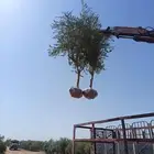 يوجد لدينا نخل عربي وشنطني