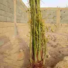 توريد نخيل بجميع انواعه