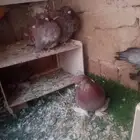 4 جوز حمام لببع