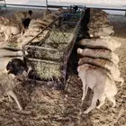 تيوس وبرابر صومالية نقاوة اوزان طيبة وجودة وسعر ممتاز