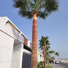 قص أشجار تكريب نخيل زراعة نخيل الزينة والبلدي