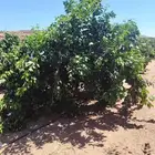 يوجد لدينا نخل عربي