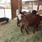 ماعز متابيع تم البيع