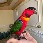 لوري بلا كاب يلو بايد