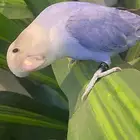 ببغاء روز أليف وهدد لون مميز