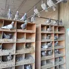 أبو مكه لفرز الحمام