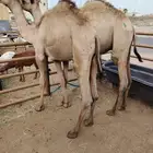 قعدان مرابي للبيع