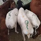 غنم برابر و تيوس و سواكني و نعيمي