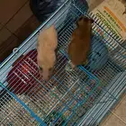 ازواج هامستر للبيع مع الأكل والماء .