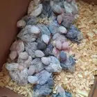 فروخ روز ماشاء الله 25 فرخ