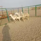 3 رخال حريات ثنايا يتبعها 3 طليان