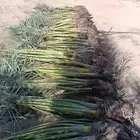 نخل فروخ فسائل جثايت خلاص صقعي برحي مجدول سكري وانواع اخرى