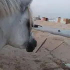 حصان واهو معسوف والبيع شعبي