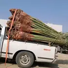 نخيل البيع متواجد في الرياض الشفاء ديراب المزحميه المشاعله ج