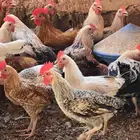ديوك للبيع