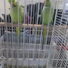 ببغاء للبيع