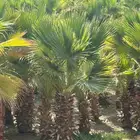 يوجد لدينا نخل وشنطني زينه