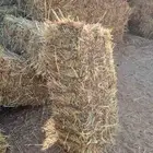 ذرة جيزانية شد جندير الطول من 90 إلى متر