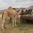 ناقه طيبه ماشاء الله