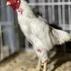 طقم فايتر فواخر
